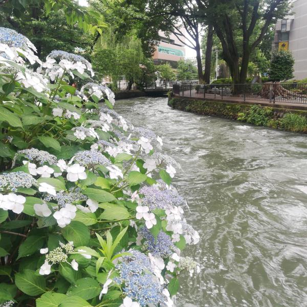 広瀬川とアジサイ3