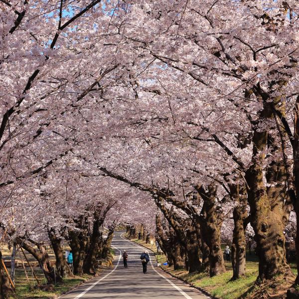 みやぎ千本桜の森公園11