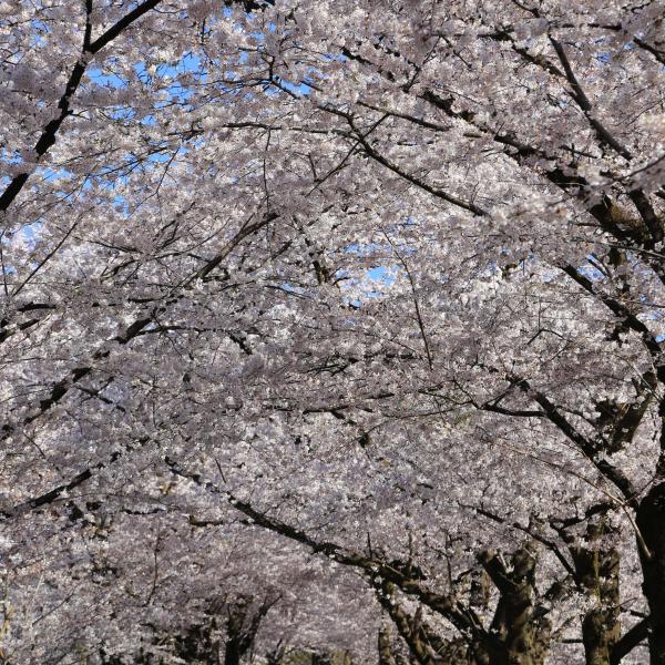 みやぎ千本桜の森公園12