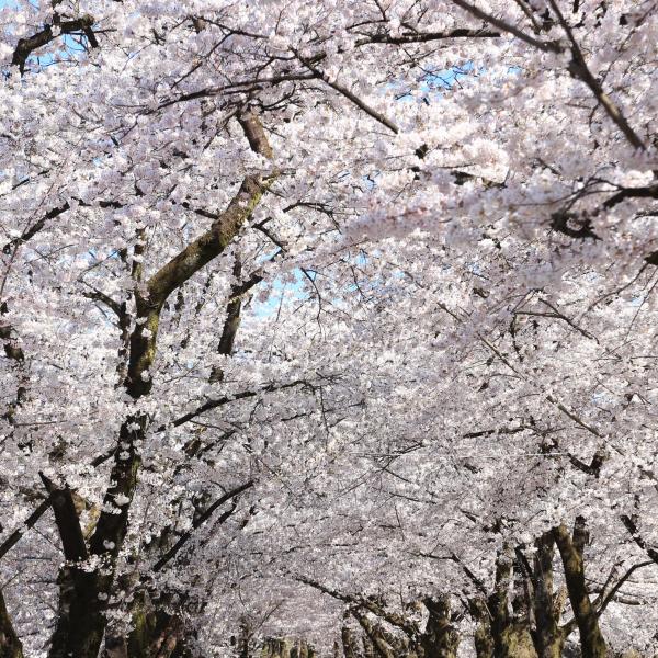 みやぎ千本桜の森公園13