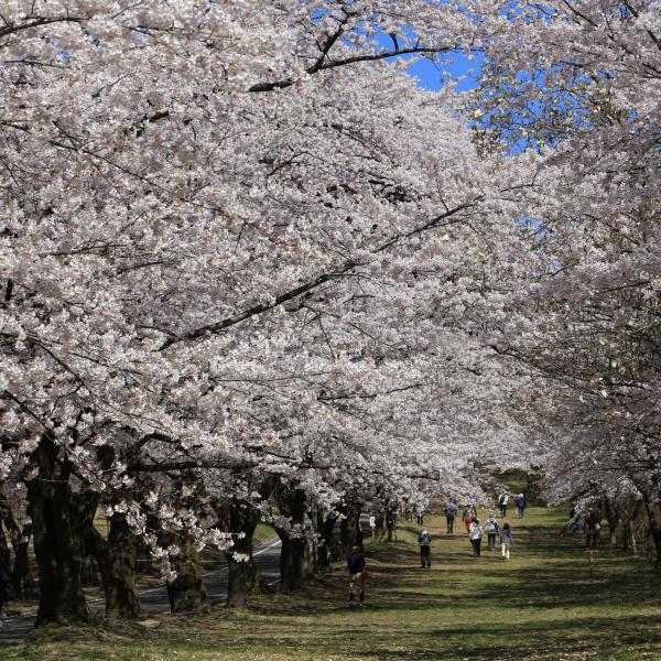 みやぎ千本桜の森公園14