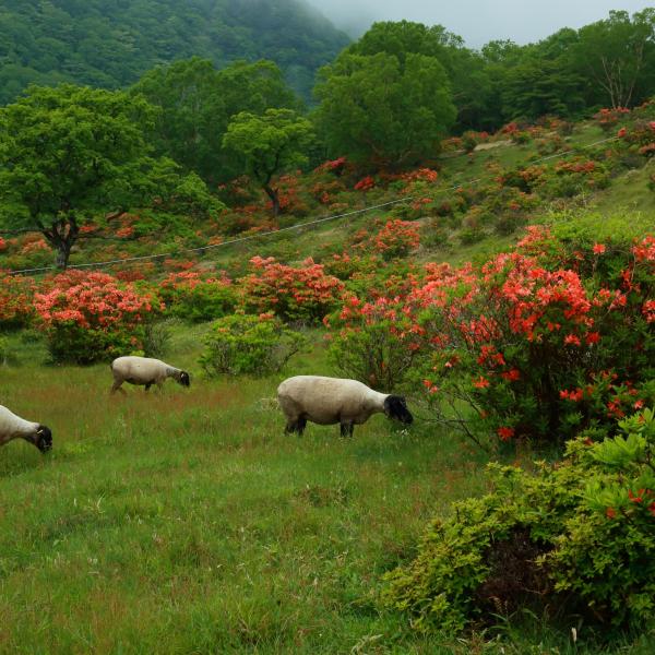 赤城山・春　白樺牧場