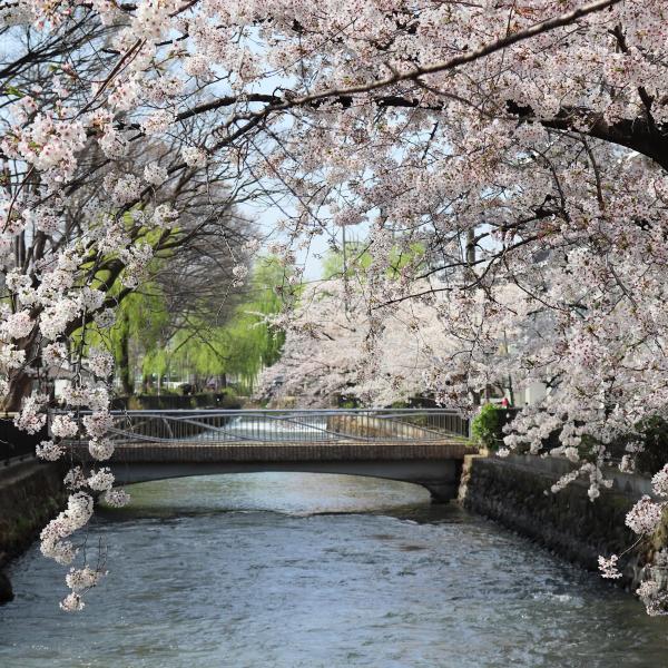 広瀬川と桜4