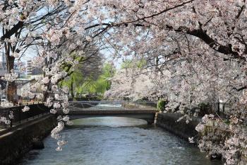 広瀬川と桜4