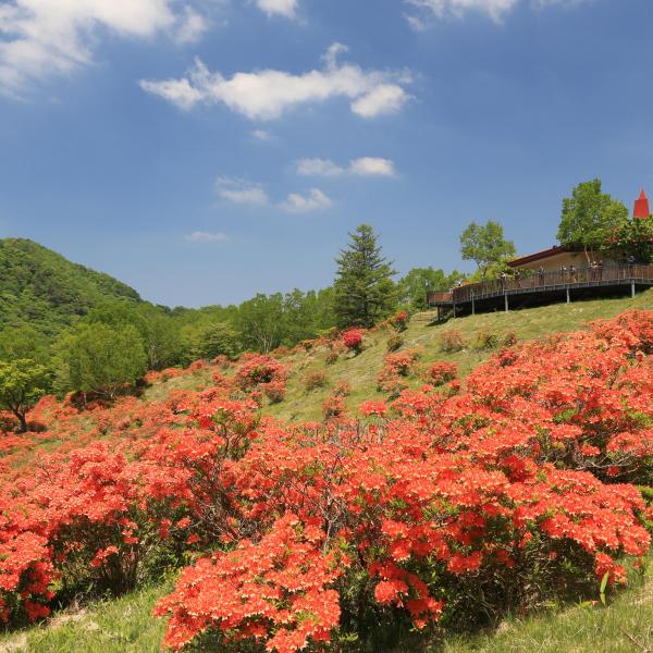 赤城山・春・白樺牧場2