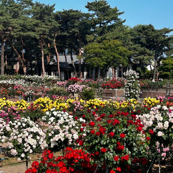 敷島公園門倉テクノばら園3