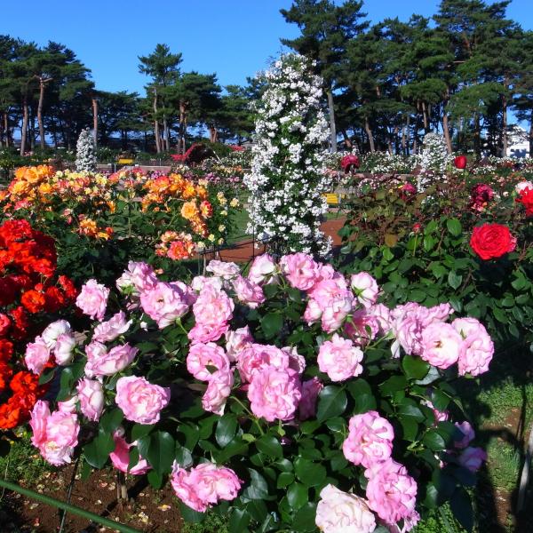 敷島公園門倉テクノばら園13