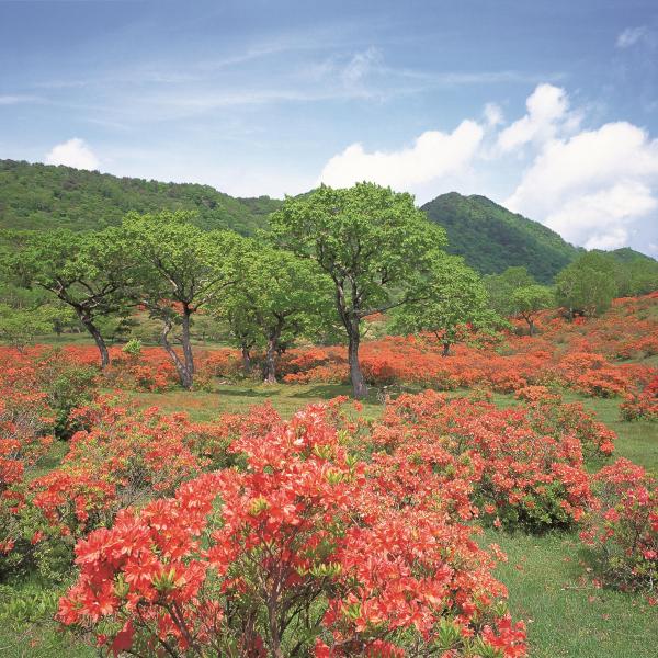 赤城山・白樺牧場・春6