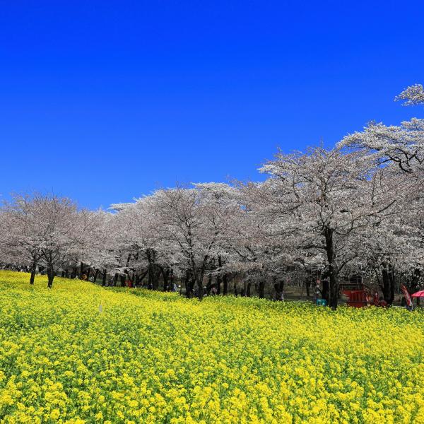 みやぎ千本桜の森公園