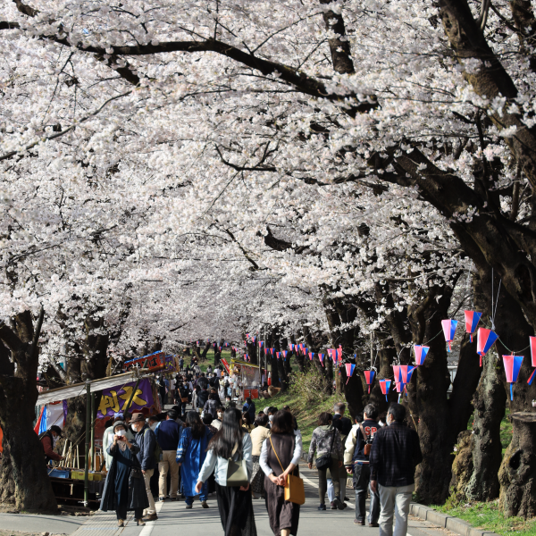みやぎ千本桜の森公園