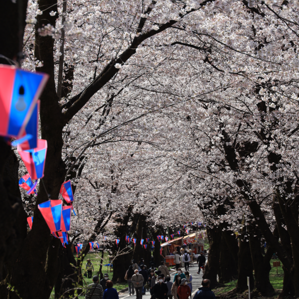 みやぎ千本桜の森公園