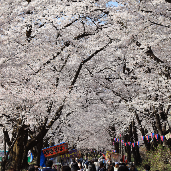 みやぎ千本桜の森公園