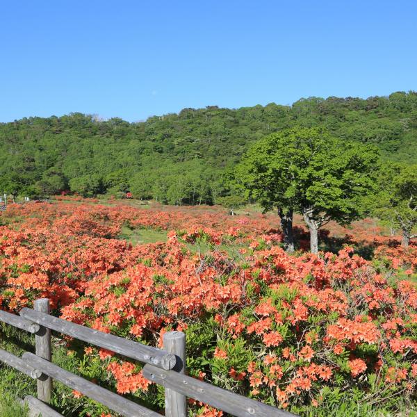 赤城山・白樺牧場・春