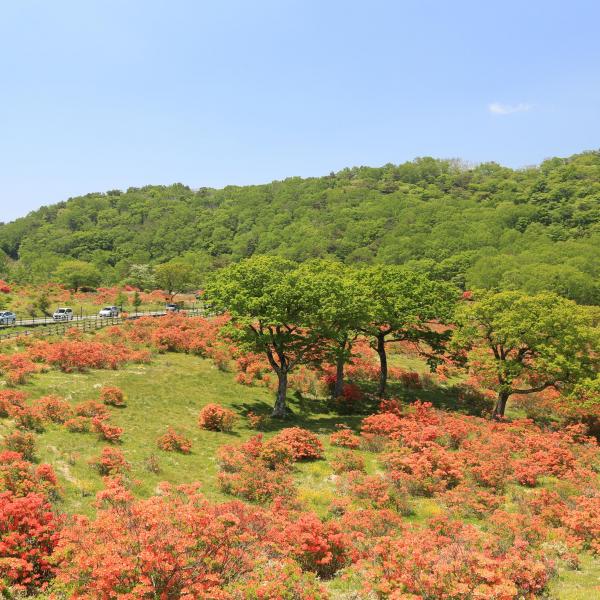 赤城山・白樺牧場・春
