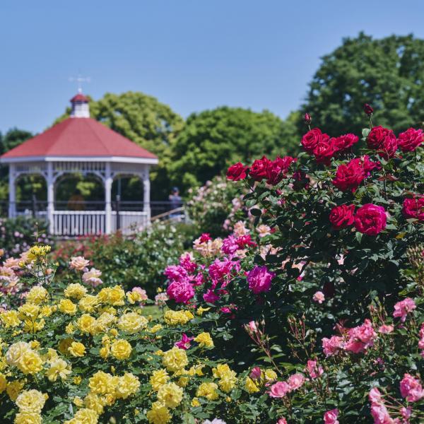 敷島公園門倉テクノばら園14