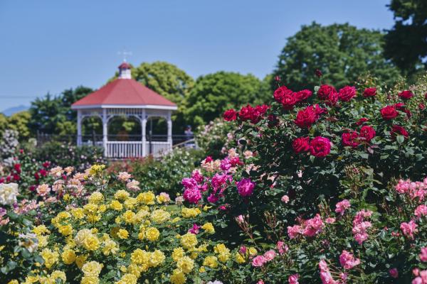 敷島公園門倉テクノばら園14